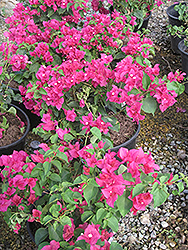 La Jolla Bougainvillea (Bougainvillea 'La Jolla') at Lakeshore Garden Centres