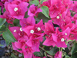 La Jolla Bougainvillea (Bougainvillea 'La Jolla') at Lakeshore Garden Centres