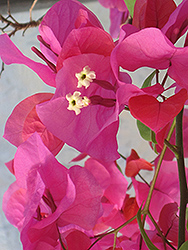 James Walker Bougainvillea (Bougainvillea 'James Walker') at Lakeshore Garden Centres