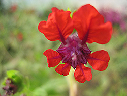 Crangrape Cuphea (Cuphea llavea 'Crangrape') at Lakeshore Garden Centres