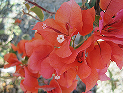 Bambino Baby Sophia Bougainvillea (Bougainvillea 'Baby Sophia') at Lakeshore Garden Centres