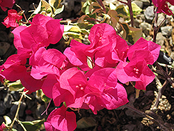 Raspberry Ice Bougainvillea (Bougainvillea 'Raspberry Ice') at Lakeshore Garden Centres