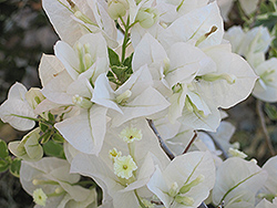 White Stripe Bougainvillea (Bougainvillea 'White Stripe') at Lakeshore Garden Centres