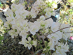 Bambino Baby Panda Bougainvillea (Bougainvillea 'Baby Panda') at Lakeshore Garden Centres
