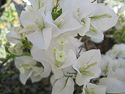 Bambino Baby Panda Bougainvillea (Bougainvillea 'Baby Panda') at Lakeshore Garden Centres
