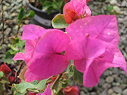 Temple Fire Bougainvillea (Bougainvillea 'Temple Fire') at Lakeshore Garden Centres