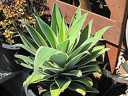 Ray of Light Fox Tail Agave (Agave attenuata 'AGAVWS') at Lakeshore Garden Centres