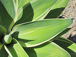 Ray of Light Fox Tail Agave (Agave attenuata 'AGAVWS') at Lakeshore Garden Centres