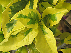 Golden Jackpot Bougainvillea (Bougainvillea 'Golden Jackpot') at Lakeshore Garden Centres