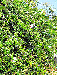 Variegated Bower Vine (Pandorea jasminoides 'Variegata') at Lakeshore Garden Centres