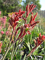 Bush Ranger Kangaroo Paw (Anigozanthos 'Bush Ranger') at Lakeshore Garden Centres