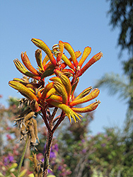 Tequila Sunrise Kangaroo Paw (Anigozanthos 'Tequila Sunrise') at Lakeshore Garden Centres