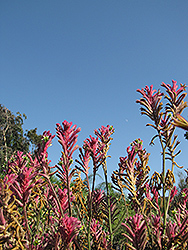 Kanga Pink Kangaroo Paw (Anigozanthos 'Kanga Pink') at Lakeshore Garden Centres