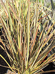 Sea Jade New Zealand Flax (Phormium 'Sea Jade') at Lakeshore Garden Centres