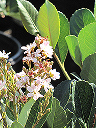 Magnificent Indian Hawthorn (Rhaphiolepis 'Magnificent') at Lakeshore Garden Centres