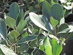 Magnificent Indian Hawthorn (Rhaphiolepis 'Magnificent') at Lakeshore Garden Centres