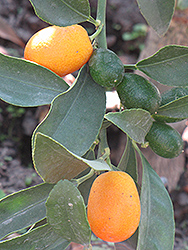 Nagami Kumquat (Fortunella margarita 'Nagami') at Lakeshore Garden Centres