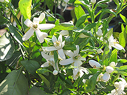 Lane Late Navel Orange (Citrus sinensis 'Lane Late') at Lakeshore Garden Centres
