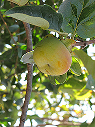 Fuyu Japanese Persimmon (Diospyros kaki 'Fuyu') at Lakeshore Garden Centres