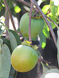 Hachiya Japanese Persimmon (Diospyros kaki 'Hachiya') at Lakeshore Garden Centres