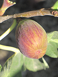 Black Jack Fig (Ficus carica 'Black Jack') at Lakeshore Garden Centres