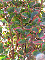 Centennial Spirit Crapemyrtle (Lagerstroemia indica 'Centennial Spirit') at Lakeshore Garden Centres