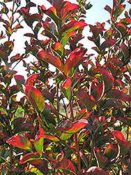 Pink Velour Crapemyrtle (Lagerstroemia indica 'Whit III') at Lakeshore Garden Centres