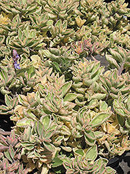 Mike's Fuzzy Wuzzy Lobster Flower (Plectranthus neochilus 'Mike's Fuzzy Wuzzy') at Lakeshore Garden Centres