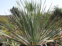 Blue Velvet Big Bend Yucca (Yucca rostrata 'Blue Velvet') at Lakeshore Garden Centres