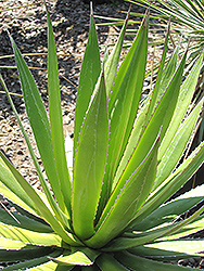 Masparillo (Agave impressa) at Lakeshore Garden Centres