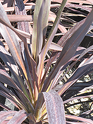 Renegade Cordyline (Cordyline 'Tana') at Lakeshore Garden Centres
