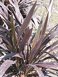 Renegade Cordyline (Cordyline 'Tana') at Lakeshore Garden Centres