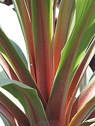Sundance Grass Palm (Cordyline australis 'Sundance') at Lakeshore Garden Centres