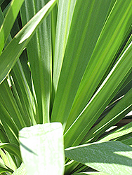 Forest Cabbage Tree (Cordyline banksii) at Lakeshore Garden Centres