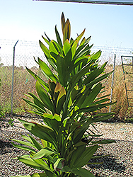 Soledad Purple Hawaiian Ti Plant (Cordyline fruticosa 'Soledad Purple') at Lakeshore Garden Centres