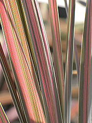 Pink Stripe Cabbage Palm (Cordyline australis 'Pink Stripe') at Lakeshore Garden Centres