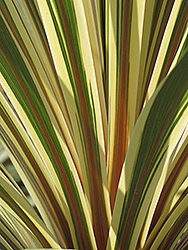 Torbay Dazzler Grass Palm (Cordyline australis 'Torbay Dazzler') at Lakeshore Garden Centres