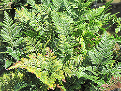 Squirrel's Foot Fern (Davallia trichomanoides) at Lakeshore Garden Centres