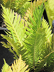 Dwarf Tree Fern (Blechnum gibbum) at Lakeshore Garden Centres