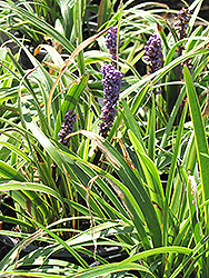 Gold Band Lily Turf (Liriope muscari 'Gold Band') at Lakeshore Garden Centres