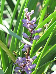 Giant Lily Turf (Liriope gigantea) at Lakeshore Garden Centres