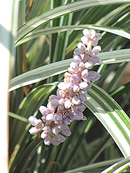 Silver Dragon Lily Turf (Liriope spicata 'Silver Dragon') at Lakeshore Garden Centres