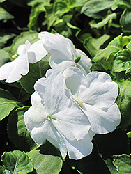 Accent White Impatiens (Impatiens walleriana 'Accent White') at Lakeshore Garden Centres