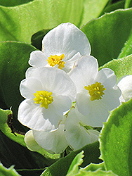 Super Olympia White Begonia (Begonia 'Super Olympia White') at Lakeshore Garden Centres