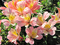 Little Miss Davina Alstroemeria (Alstroemeria 'Davina') at Lakeshore Garden Centres