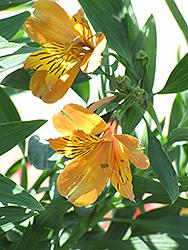 The Third Harmonic Alstroemeria (Alstroemeria 'The Third Harmonic') at Lakeshore Garden Centres
