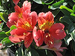Little Miss Tara Alstroemeria (Alstroemeria 'Tara') at Lakeshore Garden Centres