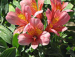 Little Miss Roselind Alstroemeria (Alstroemeria 'Roselind') at Lakeshore Garden Centres