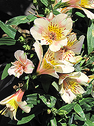 Little Miss Christina Alstroemeria (Alstroemeria 'Christina') at Lakeshore Garden Centres