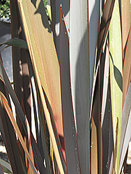 Rubrum New Zealand Flax (Phormium 'Rubrum') at Lakeshore Garden Centres